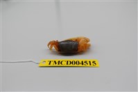 藏品(乳白南方招潮蟹)的圖片